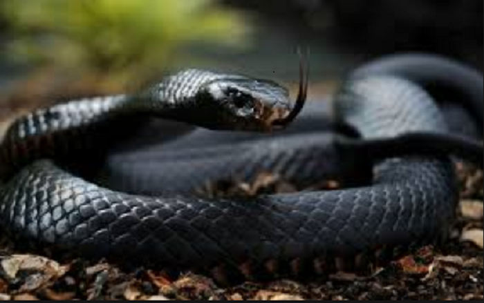 Nằm mơ thấy rắn đen đánh lô đề con gì chính xác nhất ít ai biết