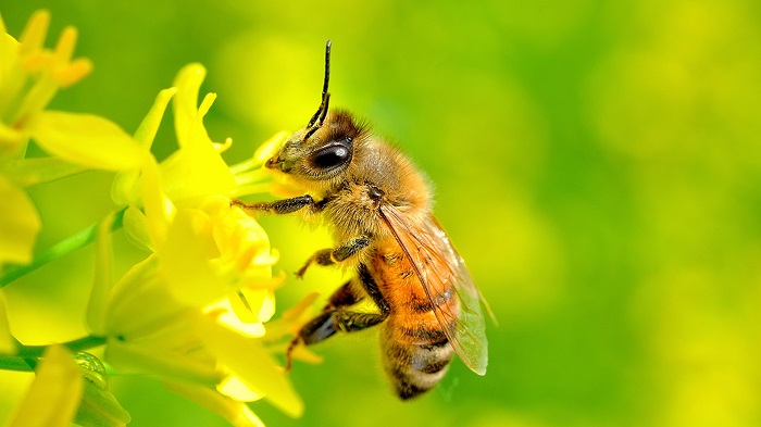 Con ong số mấy? Mơ thấy ong đánh con gì?