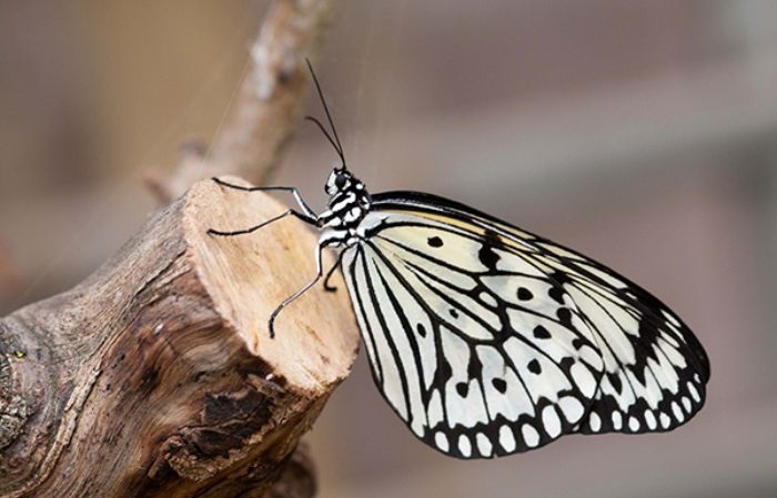 Mơ thấy bướm có cần hóa giải hay không?