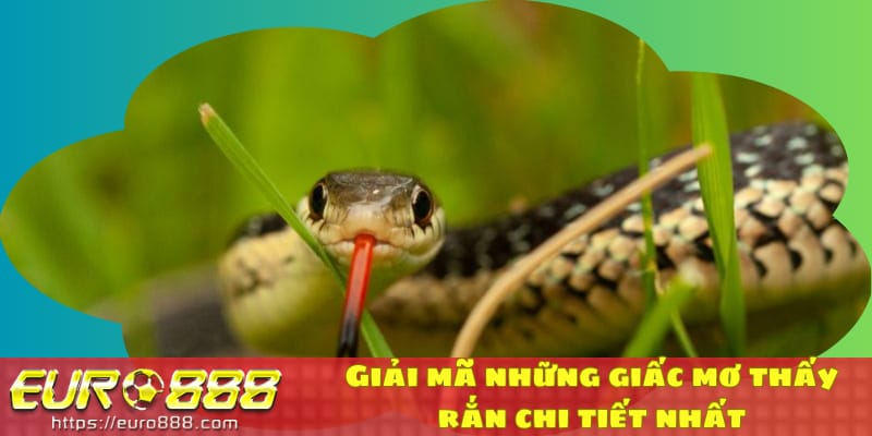 Có Điềm Gì Khi Nằm Mơ Thấy Rắn Và Nên Đánh Đề Con Gì?